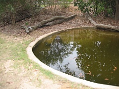 210 Hartley's Crocodile Farm